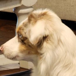 Coco - Miniature Australian Shepherd