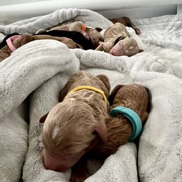 Bernedoodle Puppies from Pyper Bernedoodles SATX