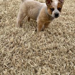 Australian Cattle Dog Puppies from Bunker's Australian Cattle Dogs