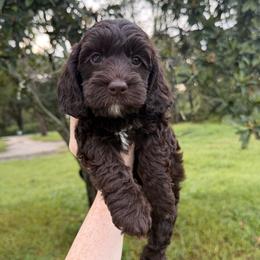 Pinot Noir - Chocolate female Australian Labradoodle puppy in Wesley Chapel, Florida from GWagz