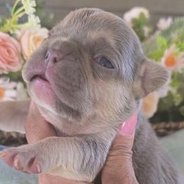 Boy 2 - Blue fawn male French Bulldog puppy in Victorville, California from Californiadreamyshihtzus