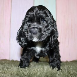Cocker Spaniel Puppies from Home Grown Cocker Spaniels