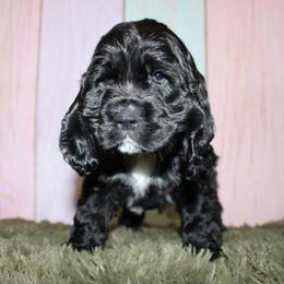 Cocker Spaniel Puppies from Home Grown Cocker Spaniels