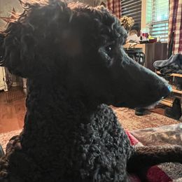 Aussiedoodles, Miniature Australian Shepherds, and Poodles from Vermillion Holler Aussies & Doodles, LLC