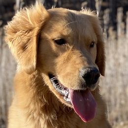 Belgian Sheepdogs and Golden Retrievers from Wildmour Kennels
