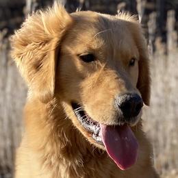 Belgian Sheepdogs and Golden Retrievers from Wildmour Kennels