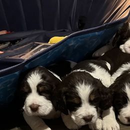 English Springer Spaniels from AZ Springers