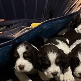 English Springer Spaniels from AZ Springers