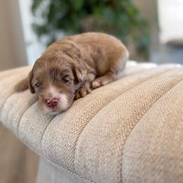 Cuddles - Merle male Goldendoodle puppy in Queen Creek, Arizona from Sunny Doodles