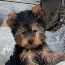 Koda - Blue and gold male Yorkshire Terrier puppy in Monticello, Iowa from Ashley’s Puppies