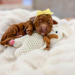 Sunny - Red  female Goldendoodle puppy in Sulphur, Louisiana from Curly Q’s Of Carlyss