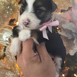 Partí Boy - Parti male Yorkshire Terrier puppy in Kissimmee, Florida from M&R Yorkies