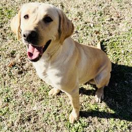 Star - Yellow female Labrador Retriever puppy in Rock Hill, South Carolina from North Star Retrievers