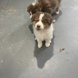 Australian Shepherd Puppies from AD's Australian Shepherds