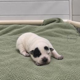 Dexter - Blue speckled male Australian Cattle Dog puppy in Scurry, Texas from RedHorizon AKC Australian Cattle Dogs (Heelers)
