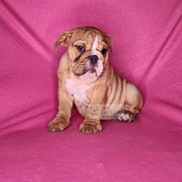 Cosmic - Fawn female Bulldog puppy in Hillsdale County, Michigan from KZ Bullies LLC