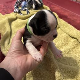 Boy Green Collar - Black and white male Boston Terrier puppy in Mc Donough, Georgia from Ballard Boston Terriers