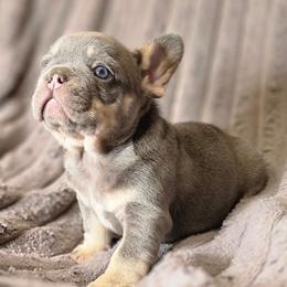 Zues - Tricolors male French Bulldog puppy in Burleson, Texas from Diamond Deluxx Frenchies