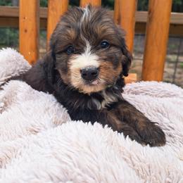 Assorted Doodle Crosses, Bernedoodle, Goldendoodle, and Poodle Puppies from Williams Lake Doodles