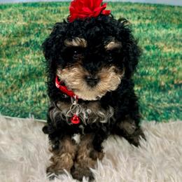 Sofia - Black female Poodle puppy in Lancaster, Missouri from Cavapoo Acres