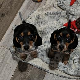 Basset Hound and Beagle Puppies from Orange Mountain Basset Hounds & Beagles
