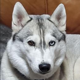 Nova - Siberian Husky