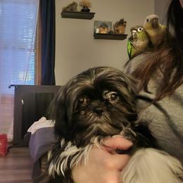 Boy 3 - Black and white male Shih Tzu puppy in Augusta, Maine from Zulas Shih Tzu of Maine