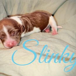 Slinky - Piebald male Dachshund puppy in Paso Robles, California from Drift & Dash Dachshunds