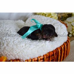 AKC Boy 1 - Black and tan male Cavalier King Charles Spaniel puppy in Resaca, Georgia from Freeman's Royal Cavaliers