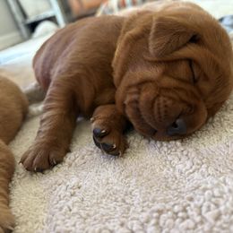 Yellow - Yellow female Labrador Retriever puppy in Canton, Georgia from Dukes Retirevers
