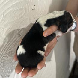 Van Gogh - Black and white male Basset Hound puppy in El Sobrante, California from Happy Hills Bassets