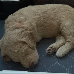 Primrose - Cream female Labradoodle puppy in Stamford, Connecticut from Doodles of CT