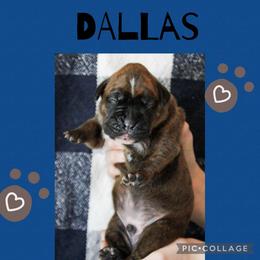 Dallas - Brindle male Boxer puppy in Perry, Michigan from Boxer Boulevard