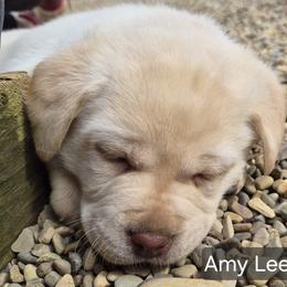 Amy Lee - Yellow female Labrador Retriever puppy in Greenwich, Ohio from Pure Gem Kennel