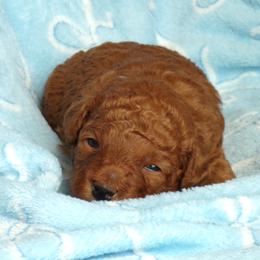 Mateo - Red  male Poodle puppy in Hurricane Mills, Tennessee from Scenic Hills Kennels