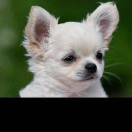 Archibald - Chihuahua
