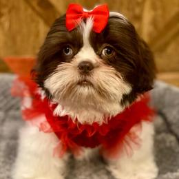Wilma - Liver and white female Shih Tzu puppy in Klamath Falls, Oregon from Bel Aire Beauties