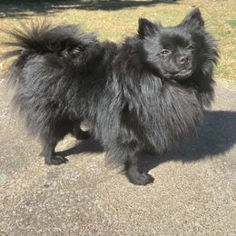 Pomeranians from Pom Squad