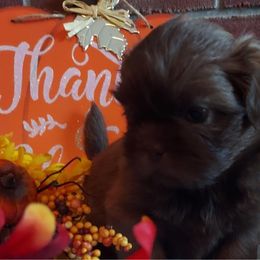 Shih Tzu Puppies from N.F.S.T Imperial ShihTzu Puppies.