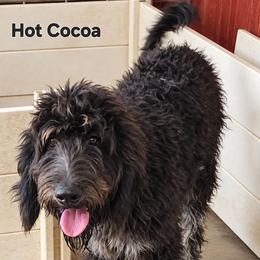 Sweet Pup's Hot Cocoa - Black male Bernedoodle puppy in North Zulch, Texas from Sweet Pup Schnauzers