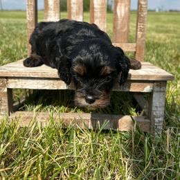 Cinder - Black and tan male Cavapoo puppy in Milan, Illinois from Poppy Garden Doodles