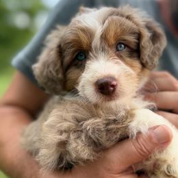 Colby - Red merle male Aussiedoodle puppy in Warrensburg, Missouri from Dreamer Ridge Puppies