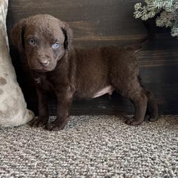 Rigby - Brown male Chesapeake Bay Retriever puppy in Ulen, Minnesota from North Wind Gundogs