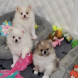 Bella - White female Pomeranian puppy in Downers Grove, Illinois from Forever Pomeranians