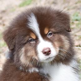 Calabria - Red tri-color female Australian Shepherd puppy in Easton, Missouri from MMA Kennel