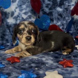 Black and cream dapple - Dapple female Dachshund puppy in Poteau, Oklahoma from Sisters Dazzling Dachshunds