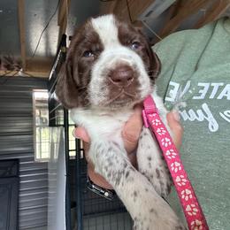Pink - Liver and white female German Shorthaired Pointer puppy in Newton Grove, North Carolina from Wayalife Labradors & Gsp’s