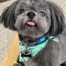 Cockapoo, Goldendoodle, and Shih Tzu All Grown Up from Dogue, where fashion meets fur