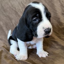 Dottie - Black and white female Basset Hound puppy in Yarnell, Arizona from Boulder Oak Bassets