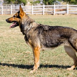 Bushka - German Shepherd